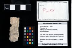 Foto (Objekt + Etikett) von Pithonoton sp.  (NHMW-GEO-2014-0194-0288)